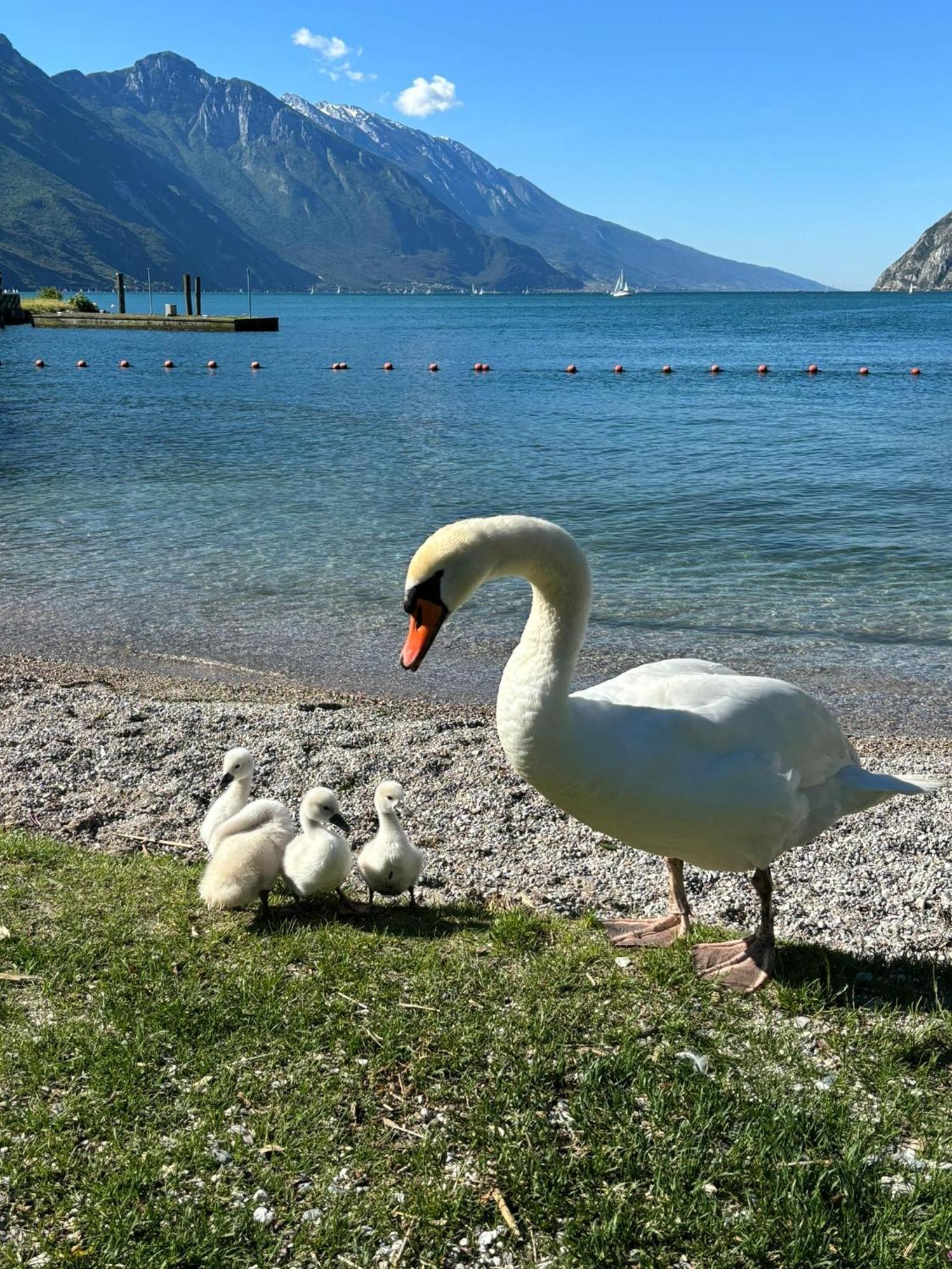Ferienwohnung Garden & Pool Perugini Torbole Sul Garda Exterior foto